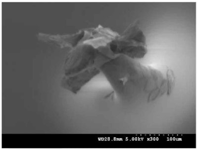 Figure 3. Morphological changes of a single DMN needle tip after 30 min application to the skin