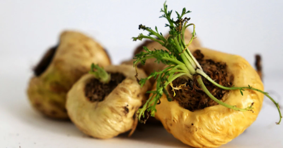 Skinhairgium® Bio: A natural high-performing active ingredient for skin & hair wellness - Vimarsana News