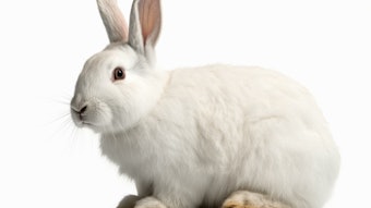 'Eleven states and 44 countries already slammed the door shut on new animal testing for cosmetics. In fact, the U.S. is essentially the only country in the North America that hasn’t passed legislation to end it.” said Sara Amundson, president of the Humane Society Legislative Fund.