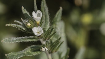 Ahiflower 077min
