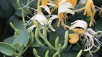 Campo Plantservative (2)