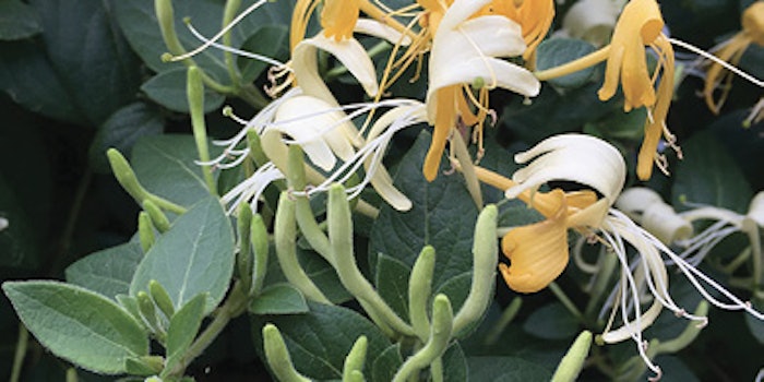 Campo Plantservative (2)