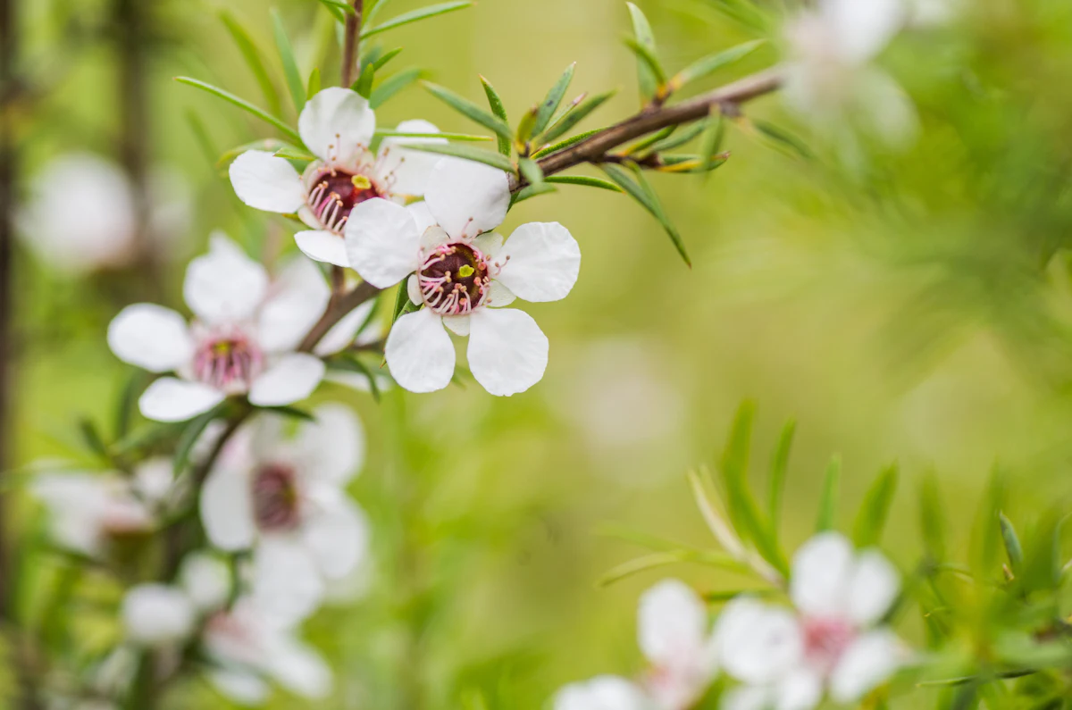 Manuka Bioscience Introduces Mānuka Oil for Skin Care, Natural Wellness - Vimarsana News