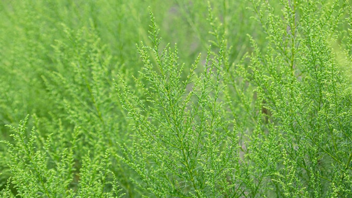 Derived from Artemisia capillaris flower extract, the product is COSMOS-approved.