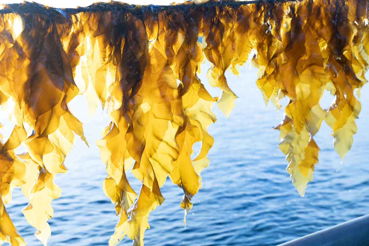Macro Oceans' Hydrating Marine Polysaccharide Delivers Efficacy & Sustainability - Vimarsana News