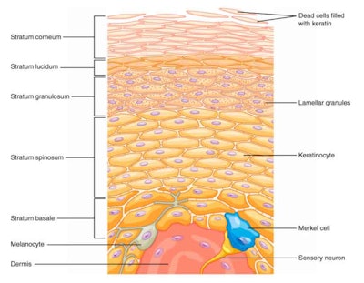 Figure 1. Depiction of skin layers and structures