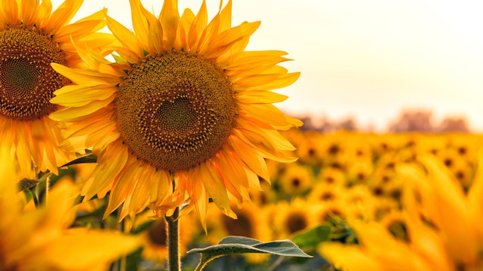 The SunPURO Natural products line aims to strike a balance between responsibility and naturality, offering conscious color and purposeful products, per the company.