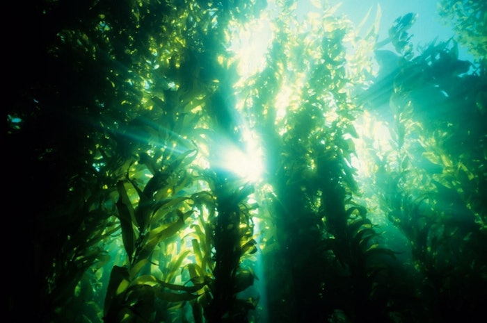 The Gely Blue portfolio is based on carrageenan extracted from seaweed species harvested from the waters of southern Chile.