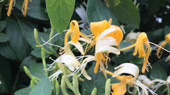 Plantservative (3)