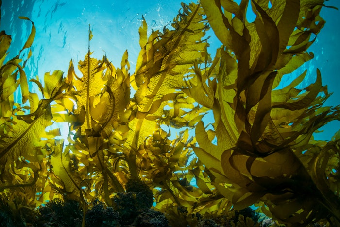 Hydrating Marine Polysaccharides is sustainably sourced from seaweed farms in Alaska and produced from a zero-waste process, using only green chemistry.