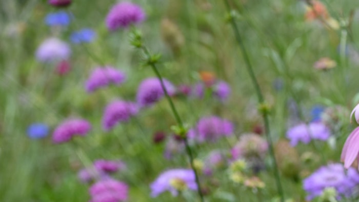 Derived from Echinacea purpurea, this botanical extract offers a solution to combat the signs of aging by supporting the skin's natural plumping processes.