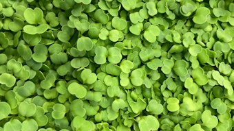 Edited Picture 1 Arugula Microgreen