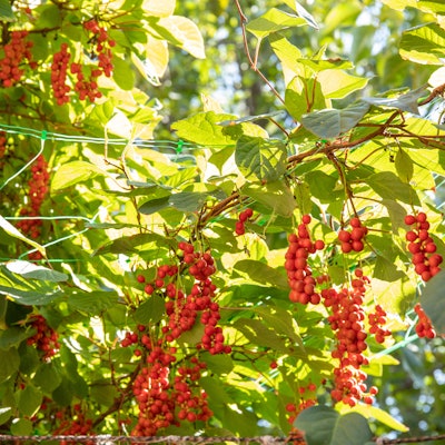 Greentech’s Timelys active features schisandrin extracted from Schisandra chinensis (five-flavor berry) sourced in Liaoning Province in China.