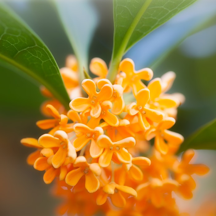 Croda Beauty's Phytessence Osmanthus harnesses the power of its namesake flower to provide antioxidant and soothing properties for the skin, particularly in countering the impacts of heat, as well as the redness and irritation experienced after sunburns.