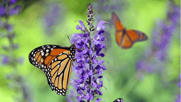 Lavender Butterflies