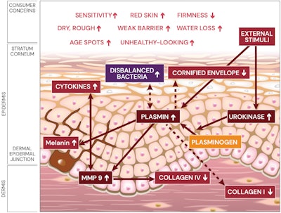 High plasmin levels trigger a chain of unwanted effects in the skin.