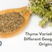 Thyme Varieties From Different Geographical Origins