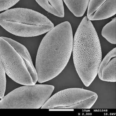 The particle size of each pollen grain is about 24 microns. It has a narrow and uniform particle size distribution. It has an elliptical shape and characteristic surface geometry.