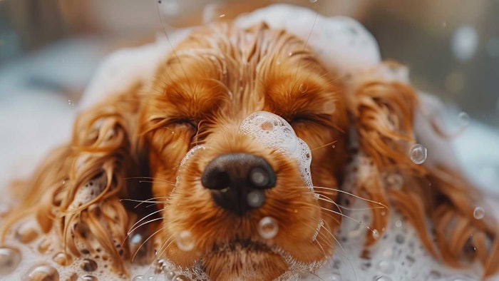 cute cocker shaniel relaxed in bath with soapy suds