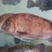 Live red seabream fish