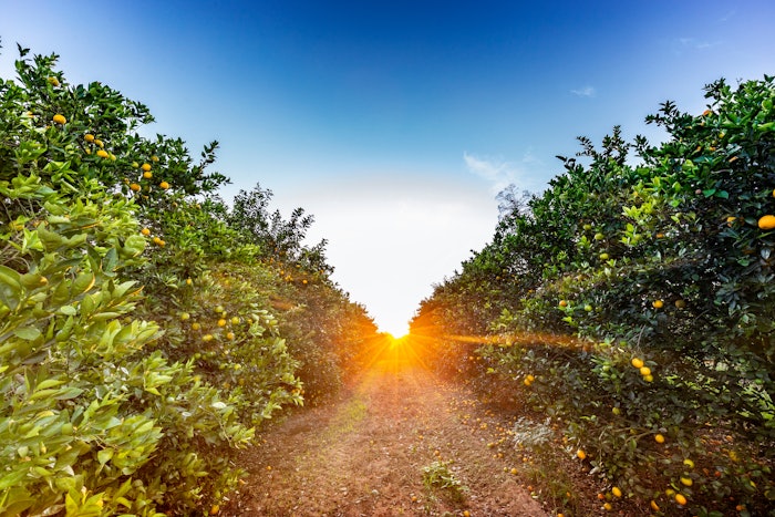 The technology is designed to enable Agrumaria Reggina to produce a diverse range of citrus products, including Orange Juice Concentrate Cloudy (from High Pulp to Low Pulp), Essential Oil Cold Pressed, Distilled Oil, Pulp Cells, and other fruit components.