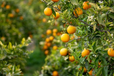 Outside of the lab, it’s important for companies to diversify their supply, sourcing from citrus groves in North America through Central and South America to Europe, South Africa and Asia.