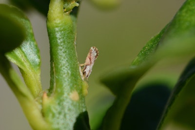 Asian Citrus Psyllid (Diaphorina citri) on Key Lime citrus plant in Key Largo, Florida.