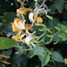 Honeysuckle 1
