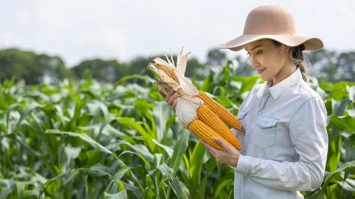 woman harvesting ears of corn in field wearing sun hat