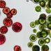 According to the company, the ingredient enables the targeted delivery of the carotenoid-rich algae Haematococcus pluvialis to specific skin layers.