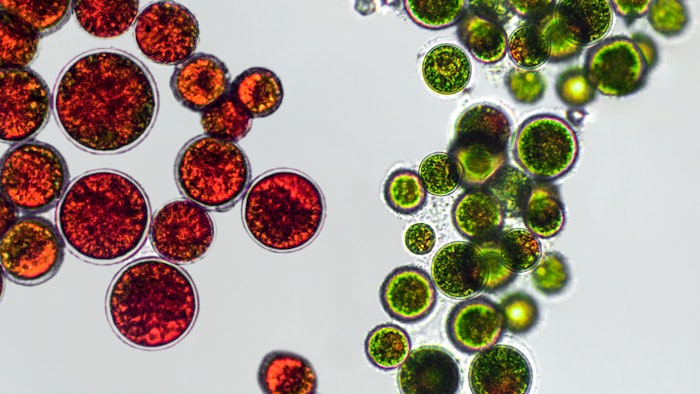 According to the company, the ingredient enables the targeted delivery of the carotenoid-rich algae Haematococcus pluvialis to specific skin layers.