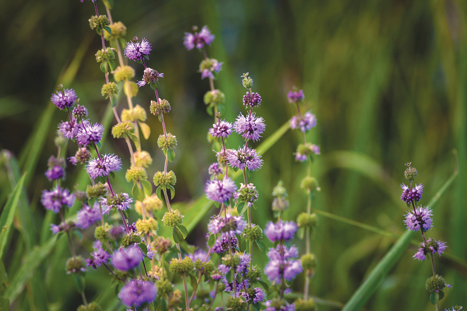 Pennyroyal