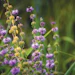 Pennyroyal