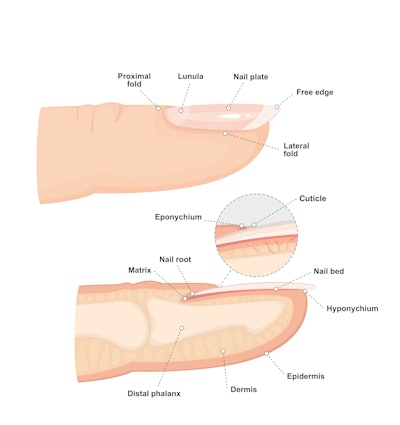 Nail structure diagrams