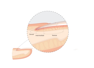 Nail layers diagram
