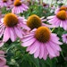 Echinacea Purpurea Flowers Volpura