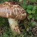 Tricholoma Matsutake