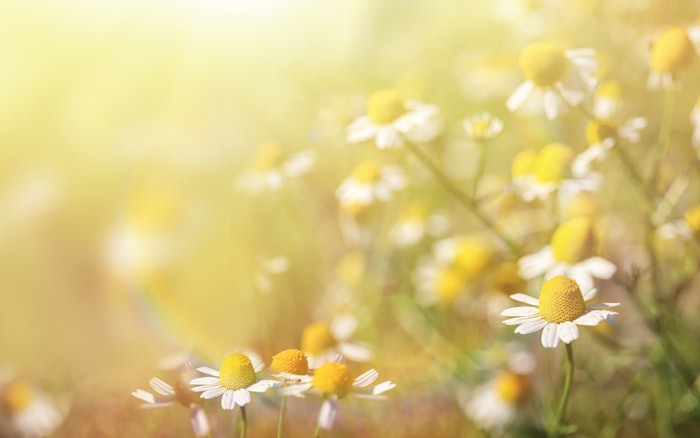 Field of Chamomile