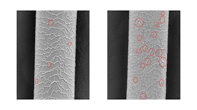 SEM images reveal the damage caused by 20 days of UV exposure on type 2 virgin Caucasian hair that reportedly proves that FibraShield C protects hair cuticles. Left: FibraShield C conditioner. Right: control conditioner.