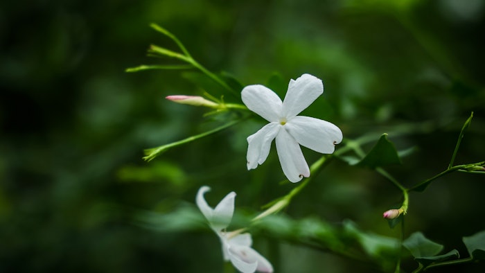 Emission factors of Jasmine Conscious absolute is 87% lower than that of conventional absolute obtained by extraction with hexane.