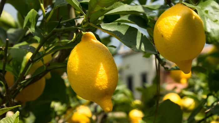 ClearHT comes from honey truffle and offers new ways to modulate sweetness.
