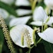 Jaka Biotech Saururus Chinensis