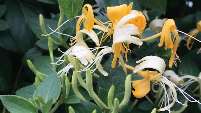 Rescale Campo Honeysuckle 1 (2)