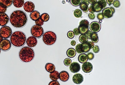 According to Ultra Chemical, Bicoalgae XT enables the targeted delivery of the carotenoid-rich algae Haematococcus pluvialis to specific skin layers.