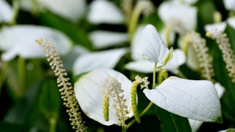 Jaka Biotech Saururus Chinensis (2)