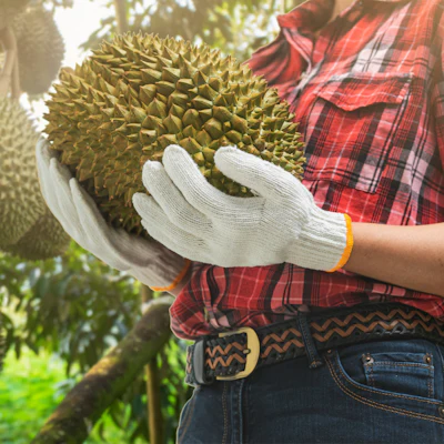 Durian is dominated by heavy sulfur notes, but 50 ppm of cis-3-hexenyl hexanoate has a subtle brightening effect.