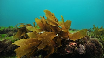 Revyntra is powered by fucoidan, a complex sulfated polysaccharide naturally found in brown seaweeds native to UK waters.