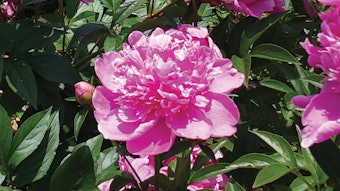 Ichimaru Shakuyaku01