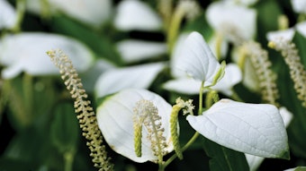 Jaka Biotech Saururus Chinensis (2)