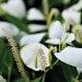 Jaka Biotech Saururus Chinensis (2)
